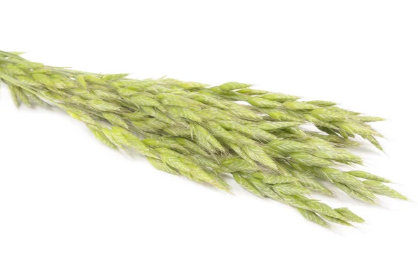 Green Ears of Oats on White Background — Stock Photo, Image