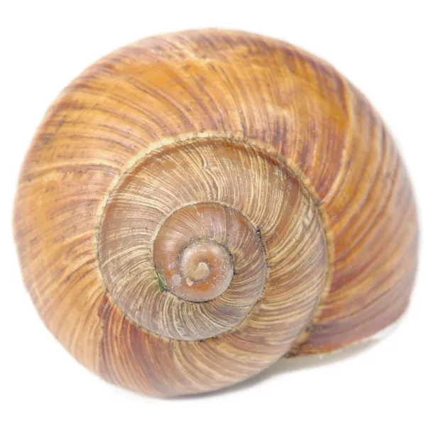 Slak shell geïsoleerd op witte achtergrond — Stockfoto