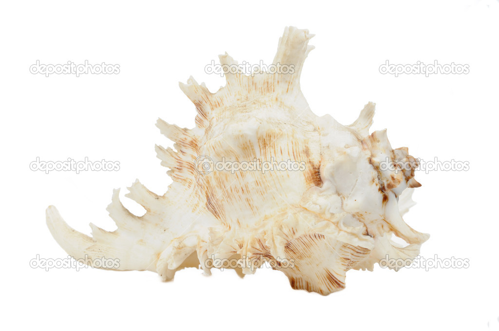 Sea Shell Isolated On White Background