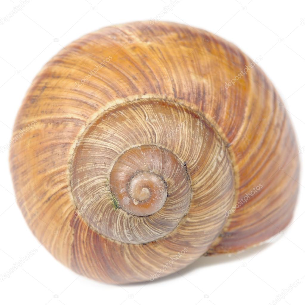Snail Shell Isolated on White Background
