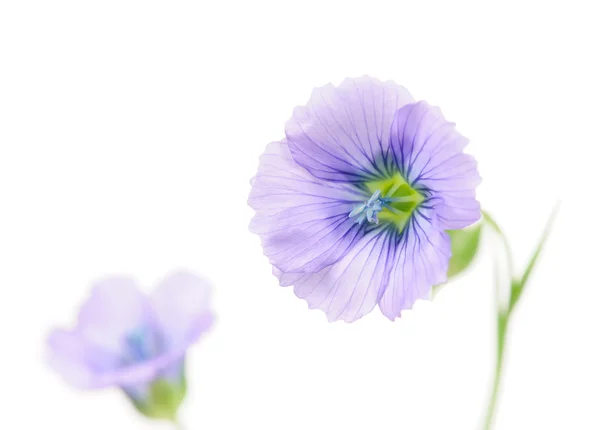 Fiori di lino blu su sfondo bianco con spazio di copia — Foto Stock