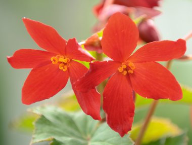 Kırmızı begonia çiçek