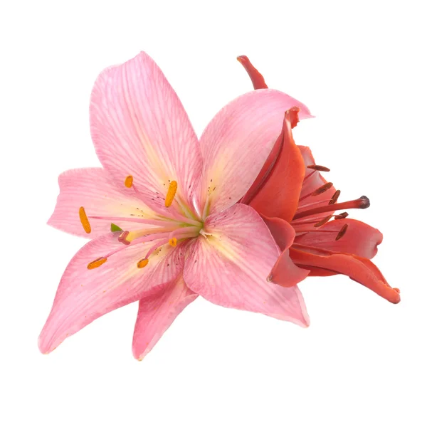 Mooie roze en rood lily geïsoleerd op witte achtergrond — Stockfoto