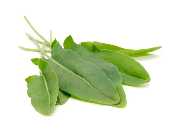 Grüne Sauerampferblätter isoliert auf weißem Hintergrund — Stockfoto