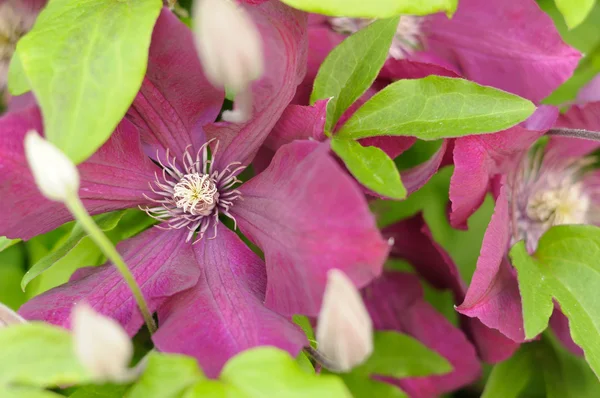 Vacker vinröd clematis blommor — Stockfoto