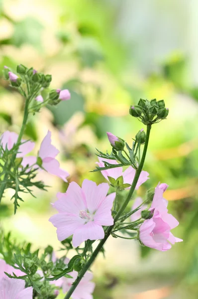 Kwiaty różowe Ślaz piżmowy (piżmo Mallow) na kwiat łóżko — Zdjęcie stockowe