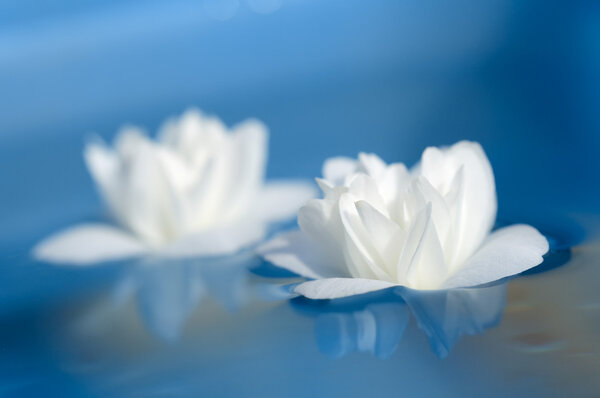 Belles fleurs de jasmin blanc flottant sur l'eau bleue — Photo