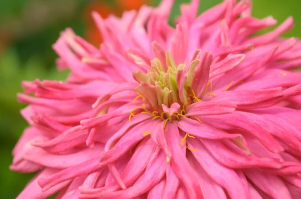 Pink Cactus Flowered Zinnia Close-Up — Stock Photo, Image