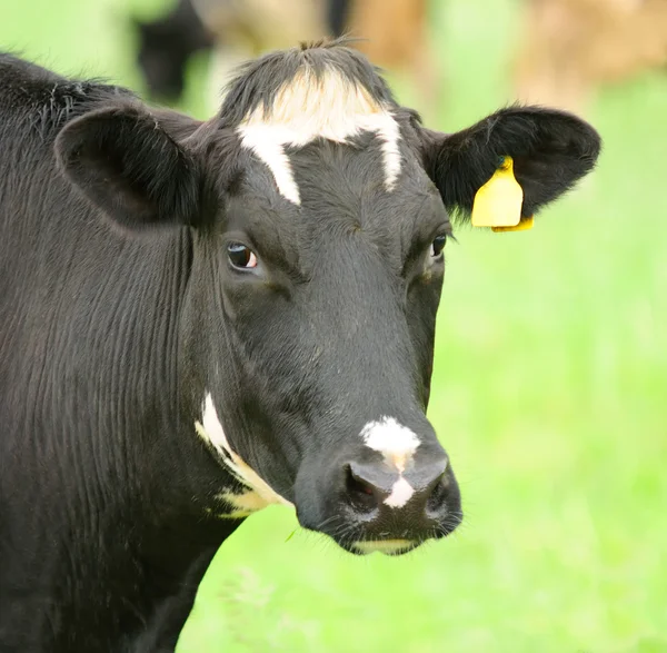 Krowa szczelnie-do góry patrząc na kamery — Zdjęcie stockowe