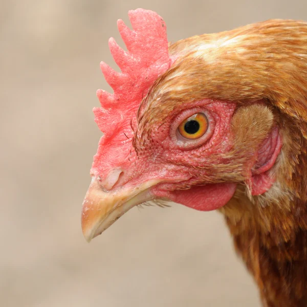 Rotes Huhn schaut nach unten — Stockfoto