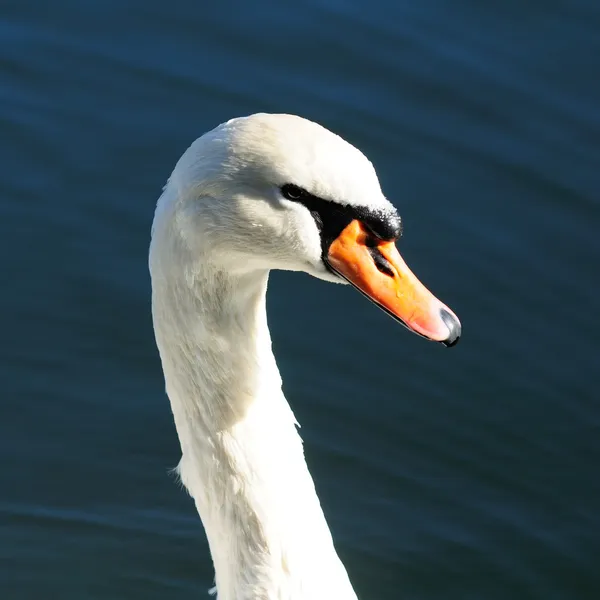 Cygne blanc gracieux nageant dans le lac — Photo