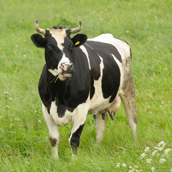 Vache noire et blanche perplexe à bouche ouverte — Photo