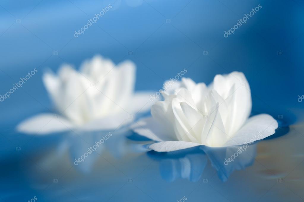 Beautiful White Jasmine Flowers Floating On Blue Water Stock Photo Image By C Digifuture Beautiful White Jasmine Flowers Floating On Blue Water Stock Photo Image By C Digifuture