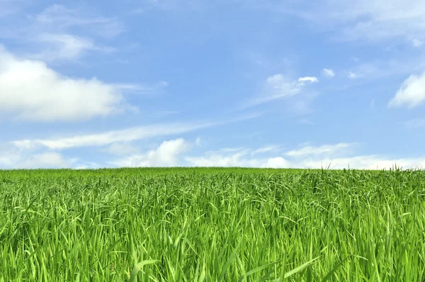 Güzel yeşil tarla ve mavi gökyüzü — Stok fotoğraf