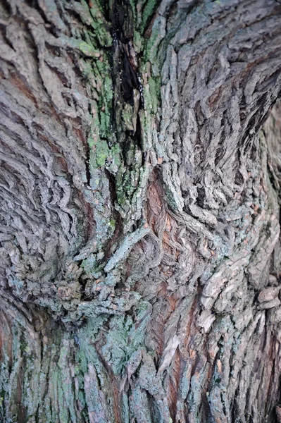 Söğüt ağacı kabuğu dokusu — Stok fotoğraf