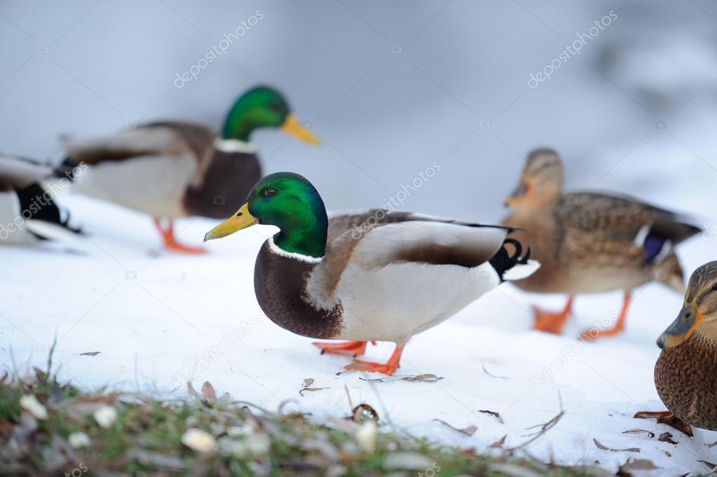 Flock of Mallard Ducks in Winter