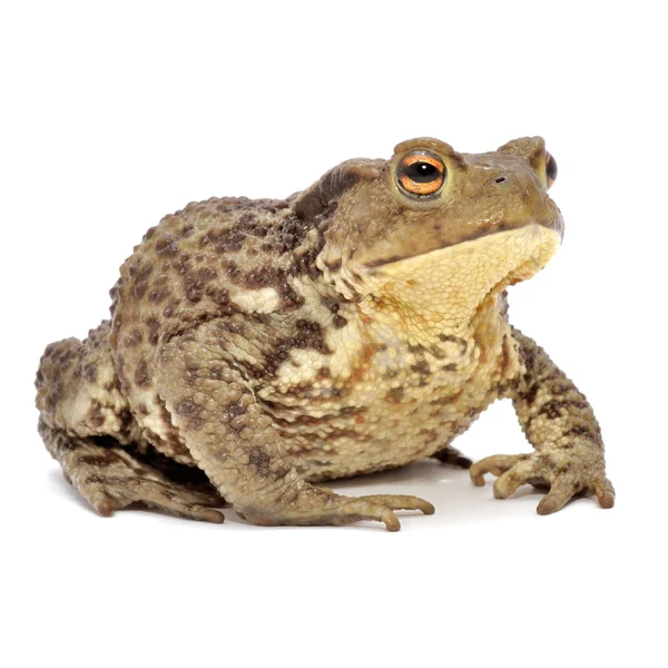 Grasfrosch Nahaufnahme isoliert auf weißem Hintergrund — Stockfoto