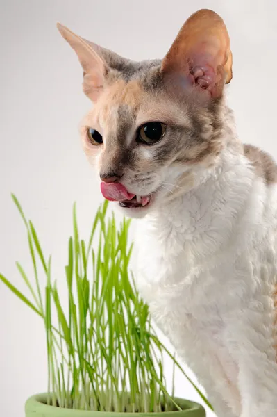 猫草を食べて後その唇をなめる — ストック写真