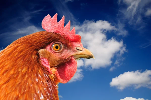 Rote Huhn auf blauem Himmel Hintergrund — Stockfoto