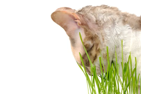 Kat groen gras eten op witte achtergrond — Stockfoto