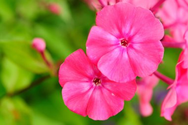 pembe phlox çiçek çiçek yatak