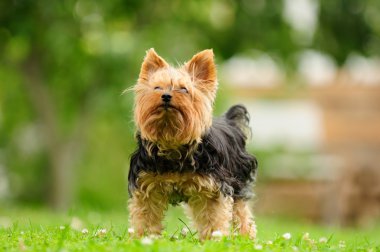 Yaz aylarında çim üzerinde eski püskü yorkshire terrier köpek