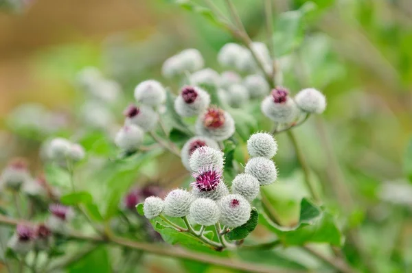 Bardana de lã em flor (Arctium Tomentosum ) — Fotografia de Stock