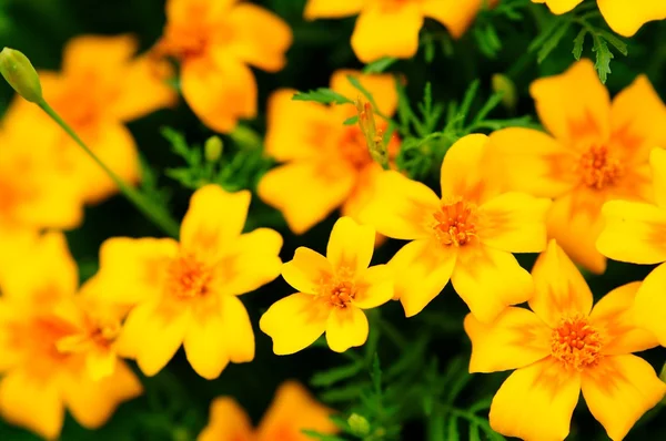 Caléndula (Tagetes Tenuifolia) en cama de flores — Foto de Stock