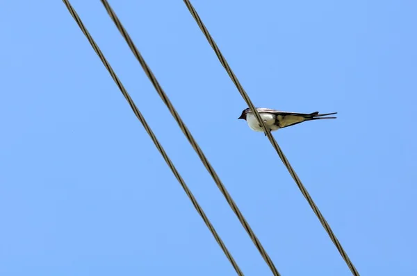 Schwalbe sitzt auf Draht vor blauem Himmel — Stockfoto