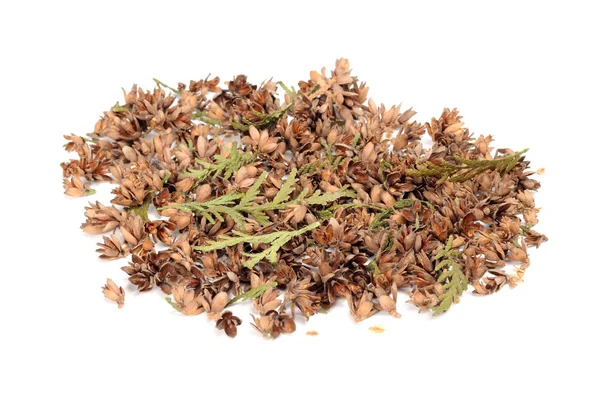 Thuja-Zapfen, Samen und Blätter isoliert auf weißem Hintergrund — Stockfoto