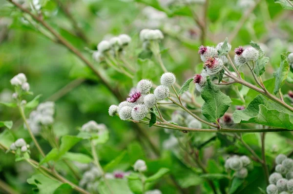 Puchaty łopianu (Arctium zwyczajne) z kwiatostany — Zdjęcie stockowe