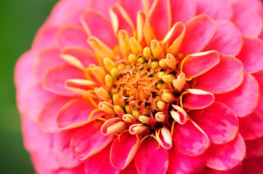 pembe zinnia çiçeği yakın çekim