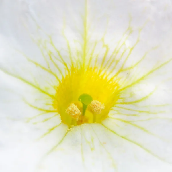 Middle of Flower with Stamens and Pistil Macro — Stock Photo, Image