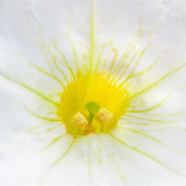 中间的花与雄蕊和雌蕊宏 — 图库照片