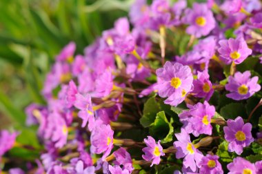 Pembe çuha çiçeği (Primula) Çiçek bahçesinde