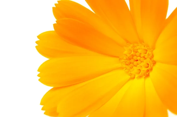 Narancssárga körömvirág (körömvirág) virág, fehér háttér — Stock Fotó