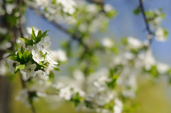 Bloeiende kersenboom met witte bloemen in het voorjaar — Stockfoto