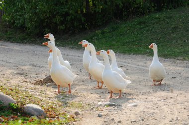 Beyaz aile içi kaz kaz sürüsü