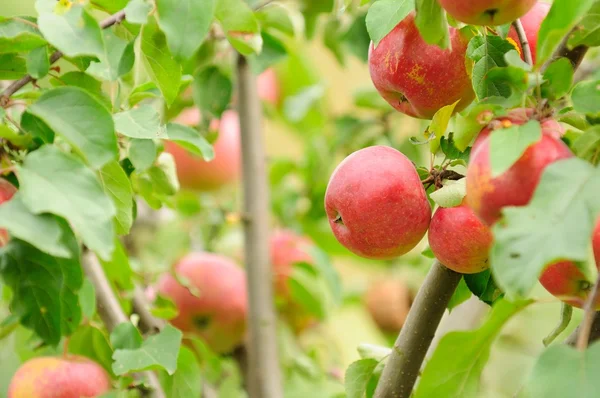 Mele rosse che crescono su albero di mele — Foto Stock