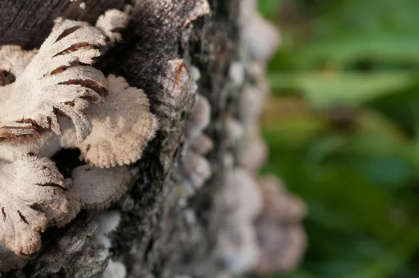 Mushrooms Growing on Tree Trunk — Stock Photo, Image