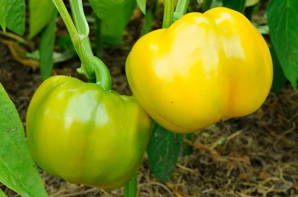 Bell Peppers Growing in Greenhouse — Stock Photo, Image