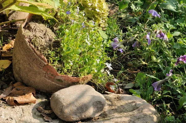 Flores en Old Broken Pot on Flower Bed — Foto de Stock