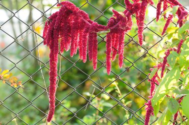 Amaranth (Love-Lies-Bleeding) zincir bağlantı çit tarafından