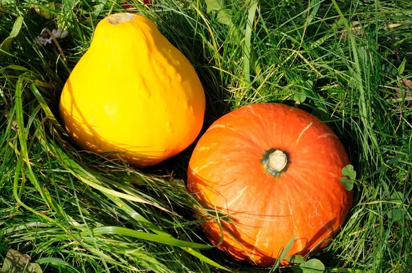 Skörd av pumpor på gräs — Stockfoto