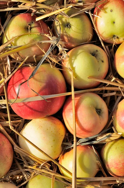 Crop of Apples with Straw — Stock Photo, Image