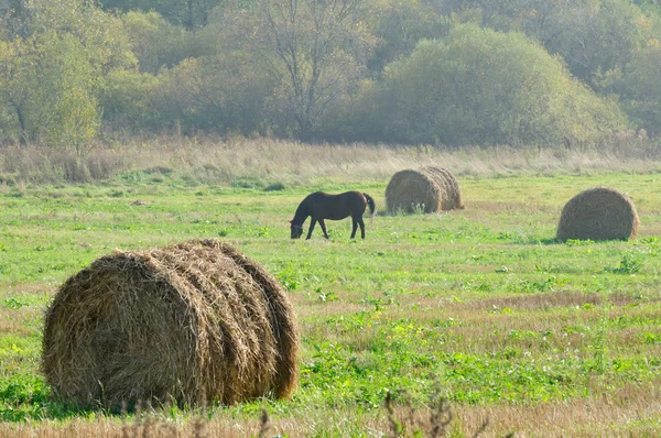 Saman balya ve alanda otlayan at — Stok fotoğraf