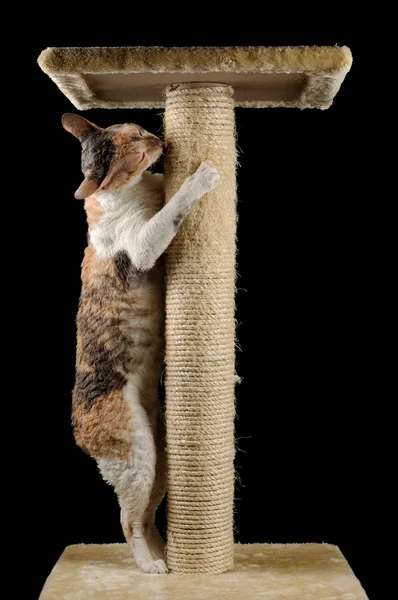 Cute Cat with Closed Eyes Scratching a Scratching Post — Stock Photo, Image
