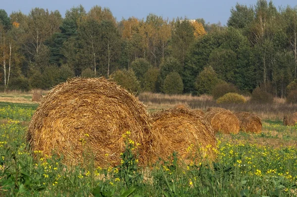 田里的稻草包 — 图库照片