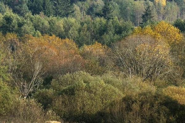 Trees in Early Autumn — Stock Photo, Image