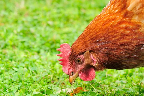 Inhemska kyckling äter gräs — Stockfoto